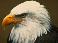 A bald eagle