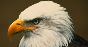 A bald eagle